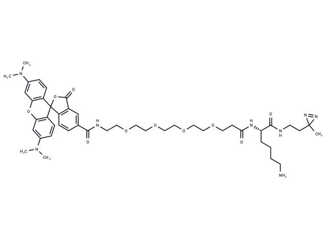 TAMRA-probe 1