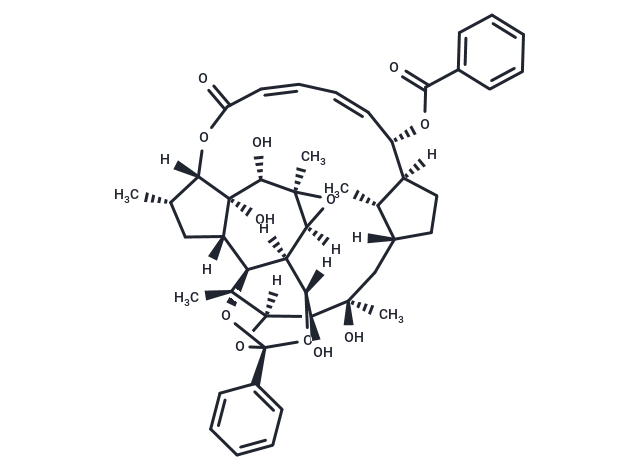 Trigothysoid O