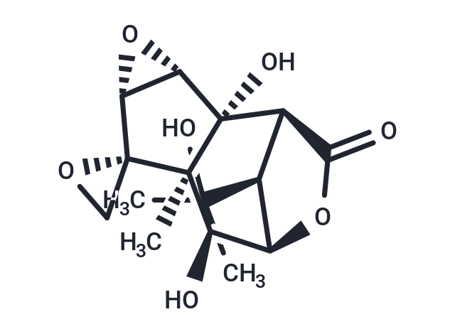 Isohyenanchin