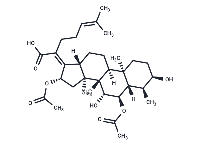 Cephalosporin P1