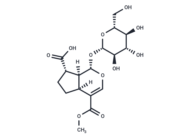 11-Methylforsythide