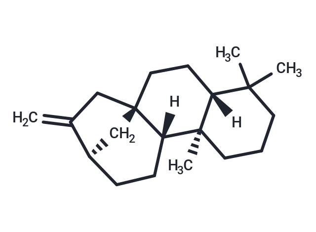 (-)-Phyllocladene