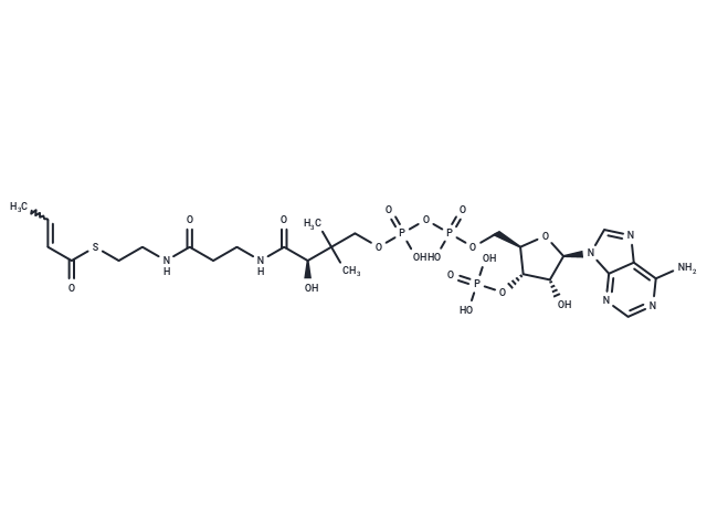 Crotonyl-CoA