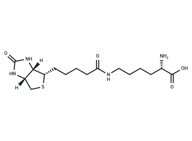 Biocytin