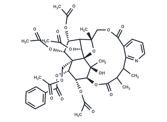 Mayteine