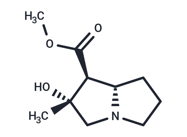 Isotussilagine