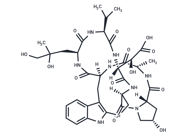 Phallacidin