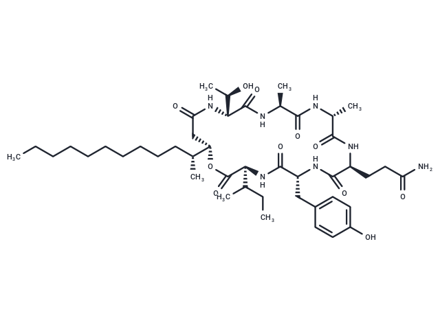 Acuminatum B