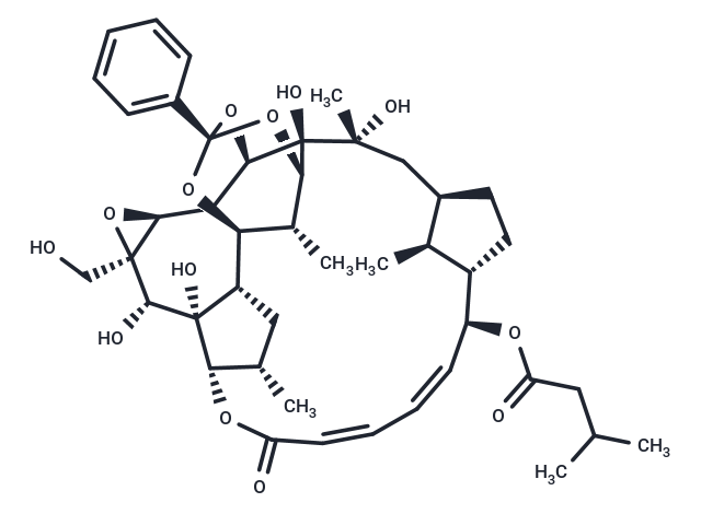 Trigothysoid N