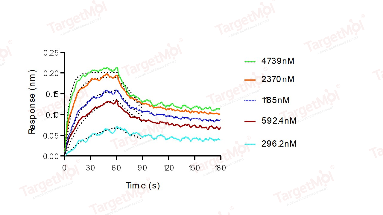 B7-2/CD86 Protein, Human, Recombinant (aa 1-239, His)