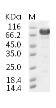 IL-6R alpha/CD126 Protein, Human, Recombinant (hFc)