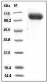 ICAM-1/CD54 Protein, Mouse, Recombinant (His)