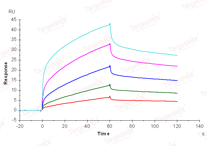 CSF1R Protein (Met1-Glu512), Human, Recombinant (His)
