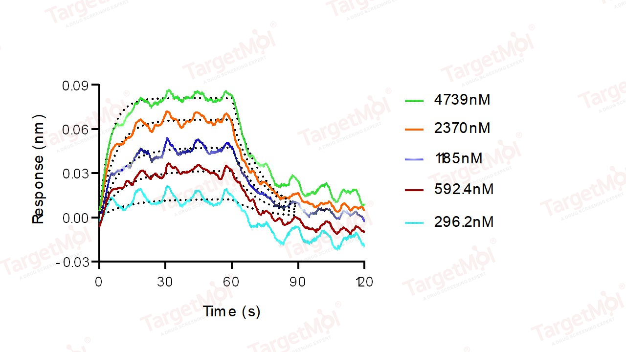 B7-2/CD86 Protein, Human, Recombinant (aa 1-239, His)