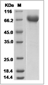 C1 inhibitor Protein, Rat, Recombinant (His)