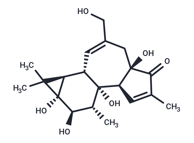 Phorbol