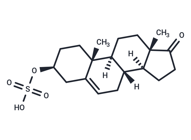 Dehydroepiandrosterone sulfate