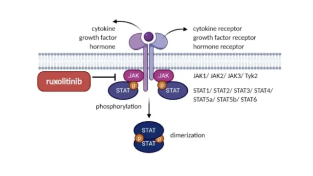 TargetMol明星分子——Ruxolitinib：JAK抑制剂