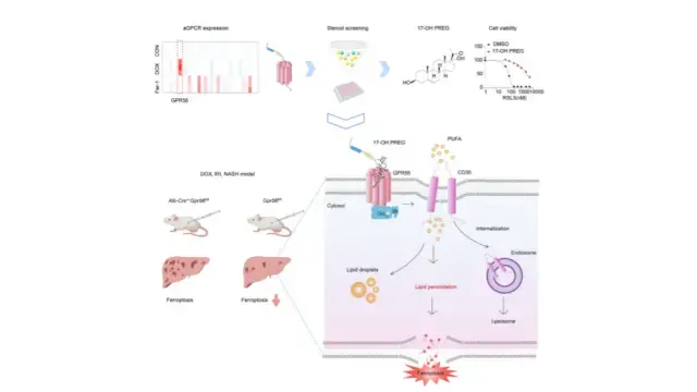 Cell Metab新成果：首项关联GPCR与铁死亡的研究！揭示新型抗铁死亡途径