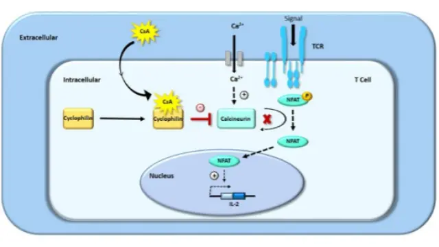 TargetMol明星分子—Cyclosporin A：天然小分子免疫抑制剂