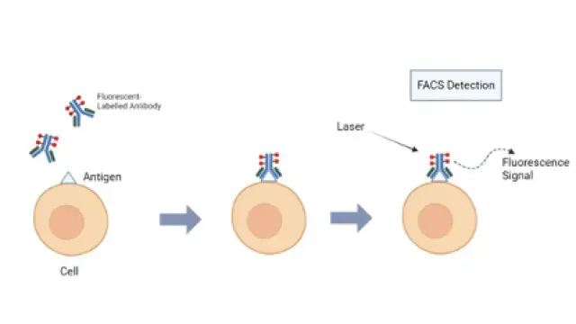 流式细胞术干货指南来了！TargetMol 可提供多种靶点的流式抗体