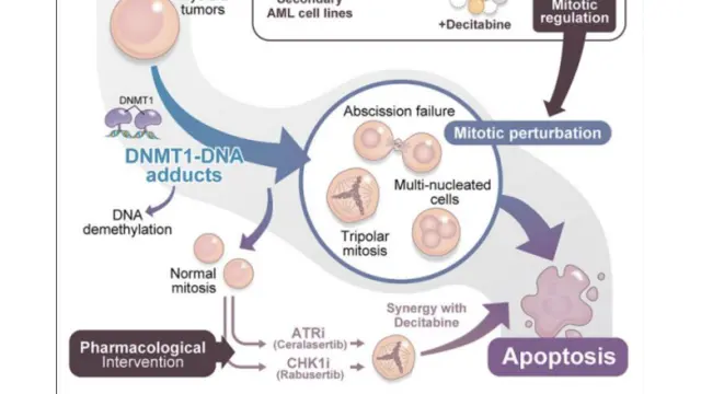 TargetMol明星分子——Decitabine：DNA甲基转移酶抑制剂