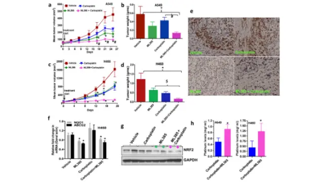 TargetMol明星分子——ML385：NRF2 抑制剂