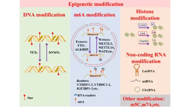全是热点！细胞双硫死亡、铜死亡、铁死亡以及焦亡的表观遗传调控！【建议收藏】