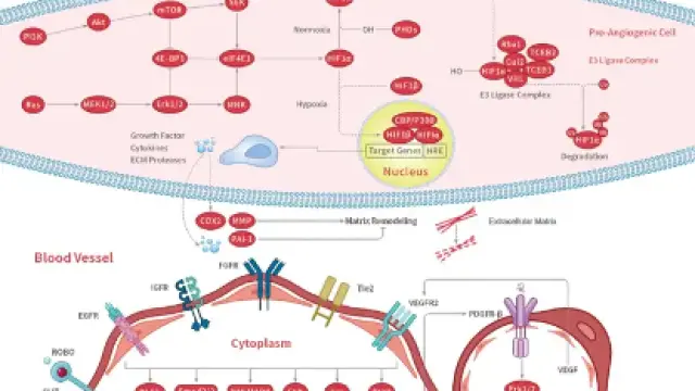 科研资讯：Angiogenesis 信号通路组成/激活机制/功能作用