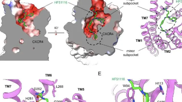 PNAS：开发新型CXCR4（CXC趋化因子受体4）靶向药物——HF51116