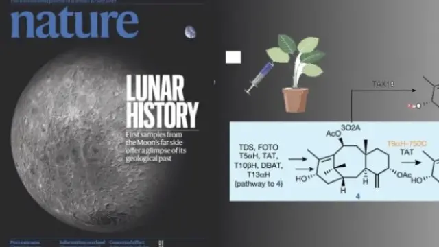 Nature重磅！破解紫杉醇完整合成路径