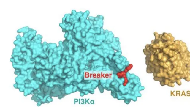 Science：发现新型RAS-PI3Kα抑制剂，可抑制多种肿瘤生长