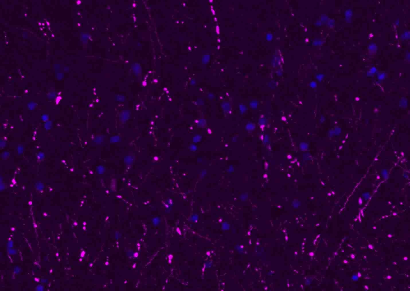 Donkey Anti-Rabbit IgG H&L Secondary Antibody-AF647