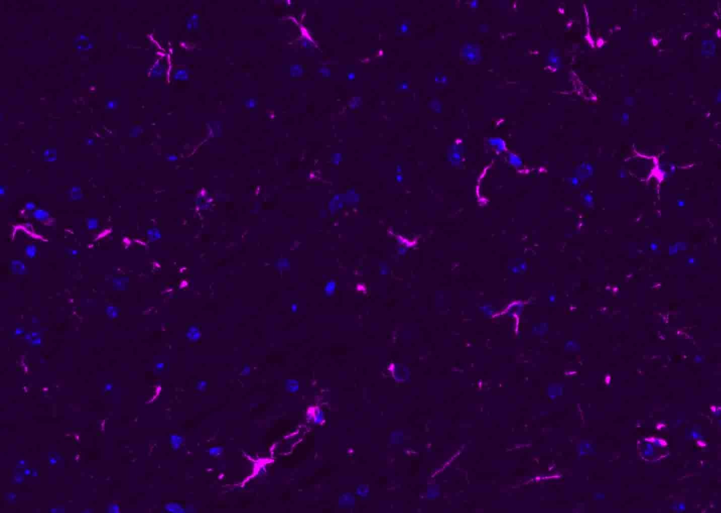 Donkey Anti-Rabbit IgG H&L Secondary Antibody-AF647