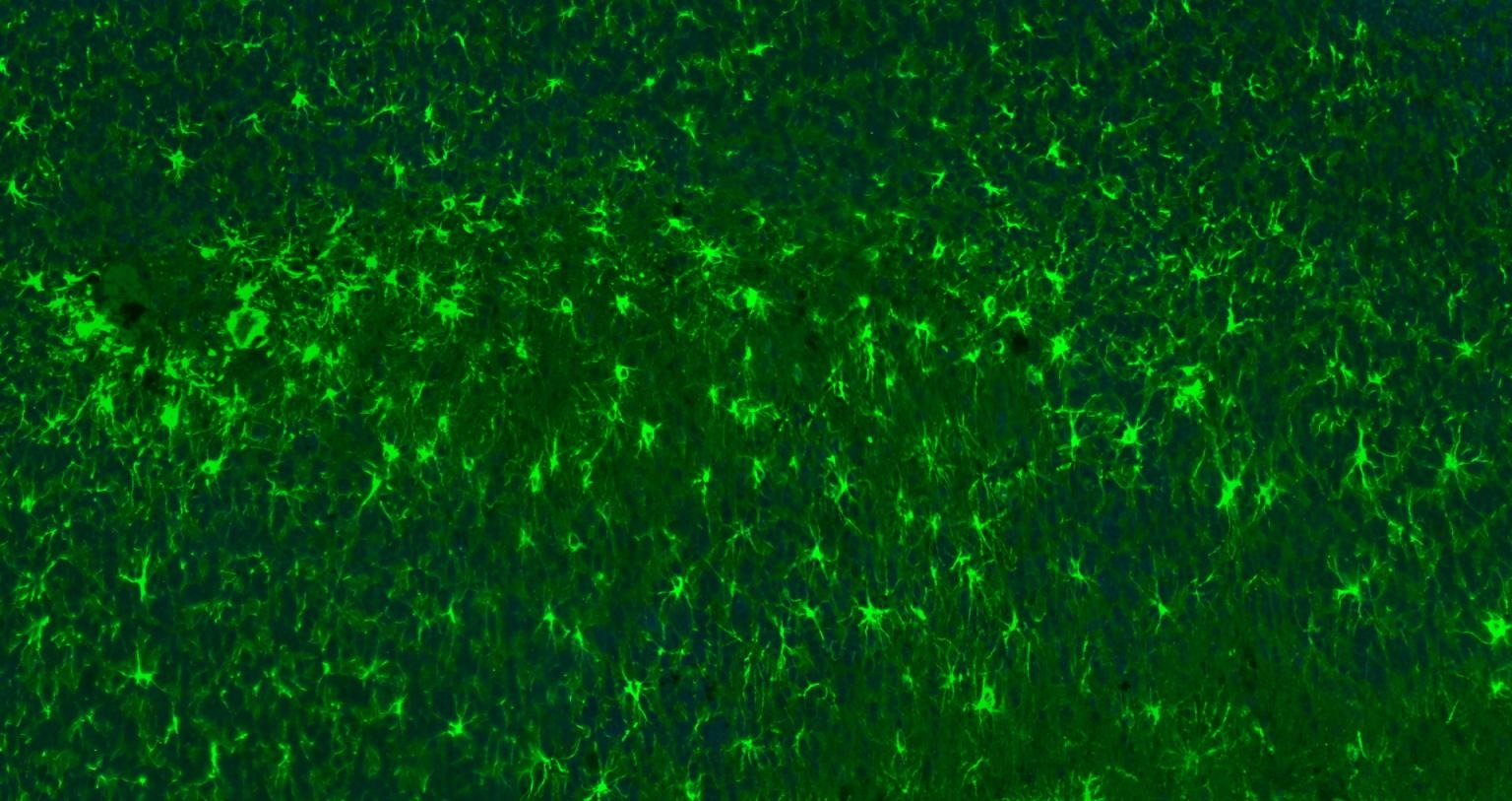 Goat Anti-Rabbit IgG H&L Secondary Antibody-FITC