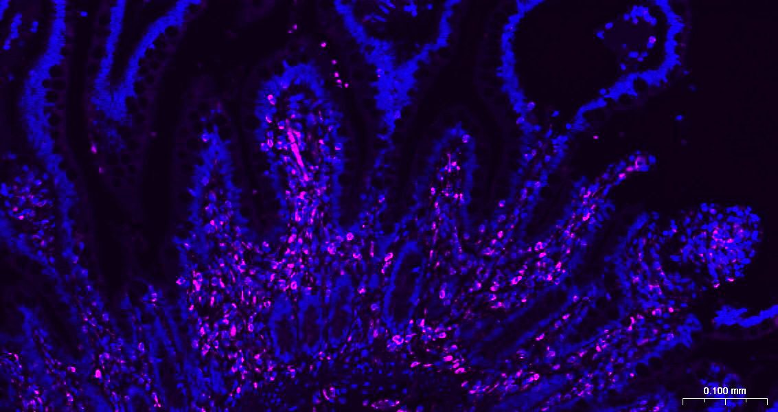 Goat Anti-Rabbit IgG H&L Secondary Antibody-APC