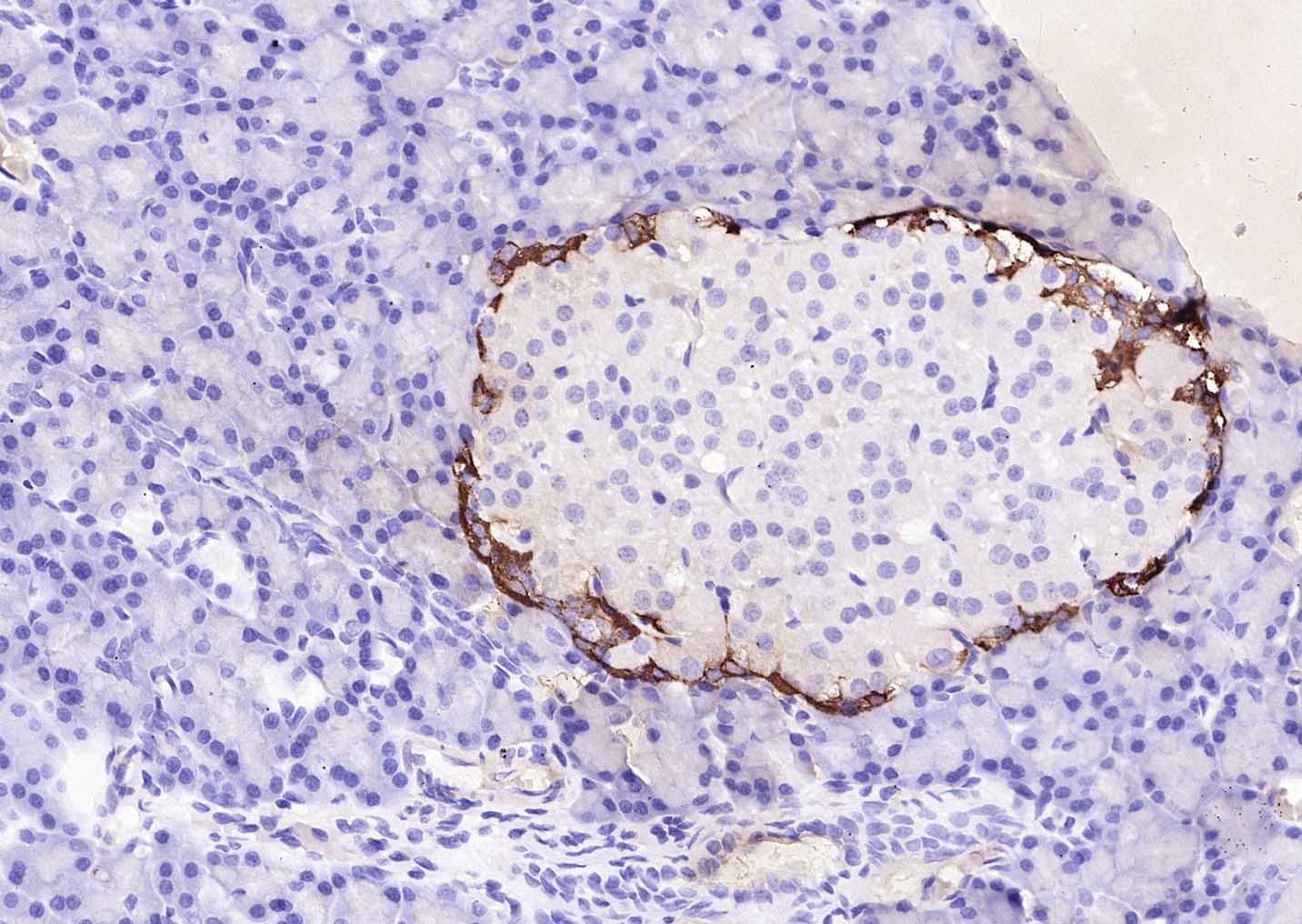 Goat Anti-Rabbit IgG H&L Secondary Antibody-Biotin