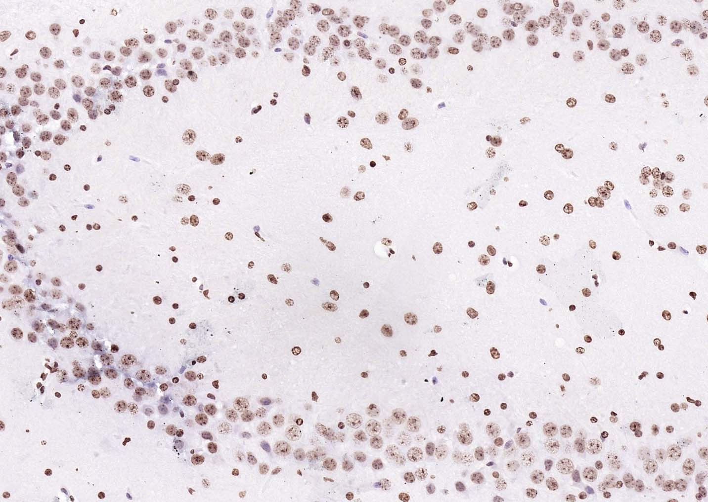 Goat Anti-Rabbit IgG H&L Secondary Antibody-Biotin