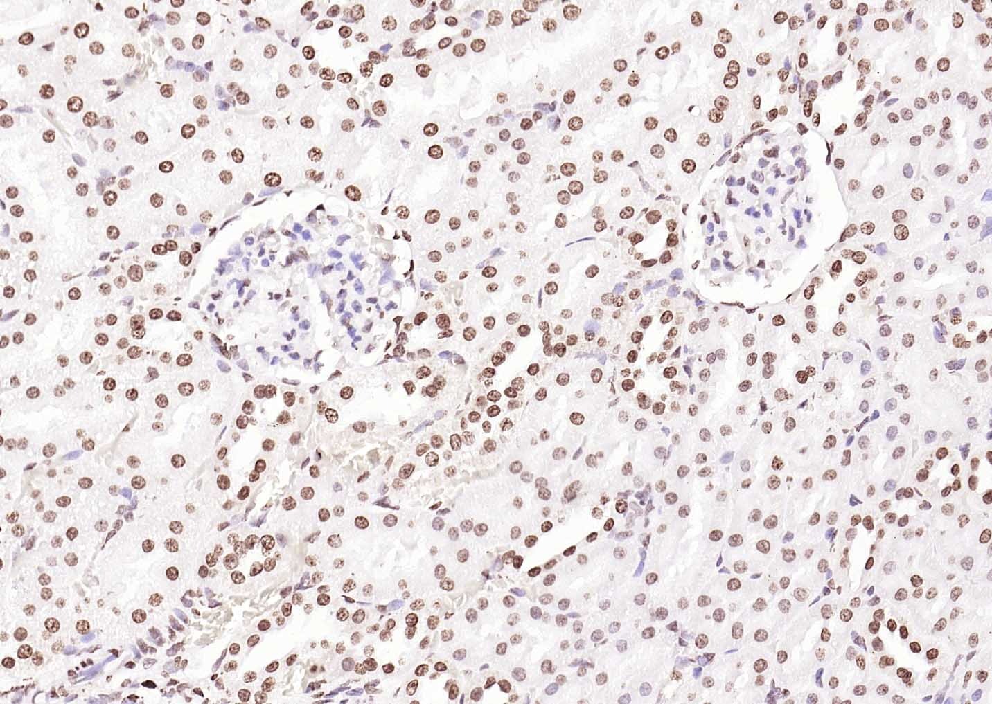 Goat Anti-Rabbit IgG H&L Secondary Antibody-Biotin