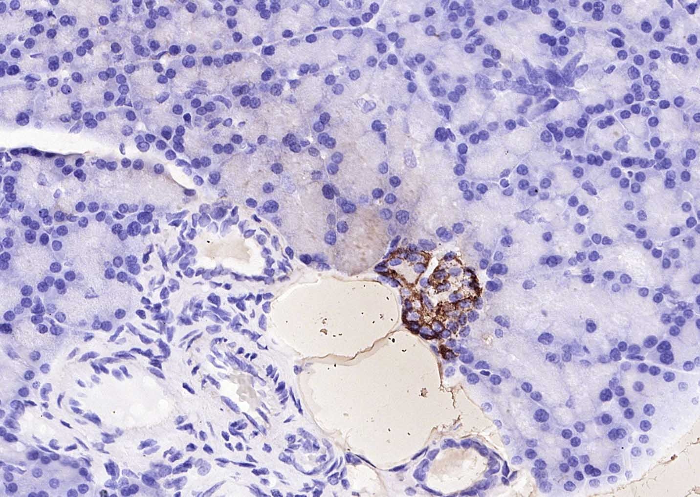 Goat Anti-Rabbit IgG H&L Secondary Antibody-Biotin