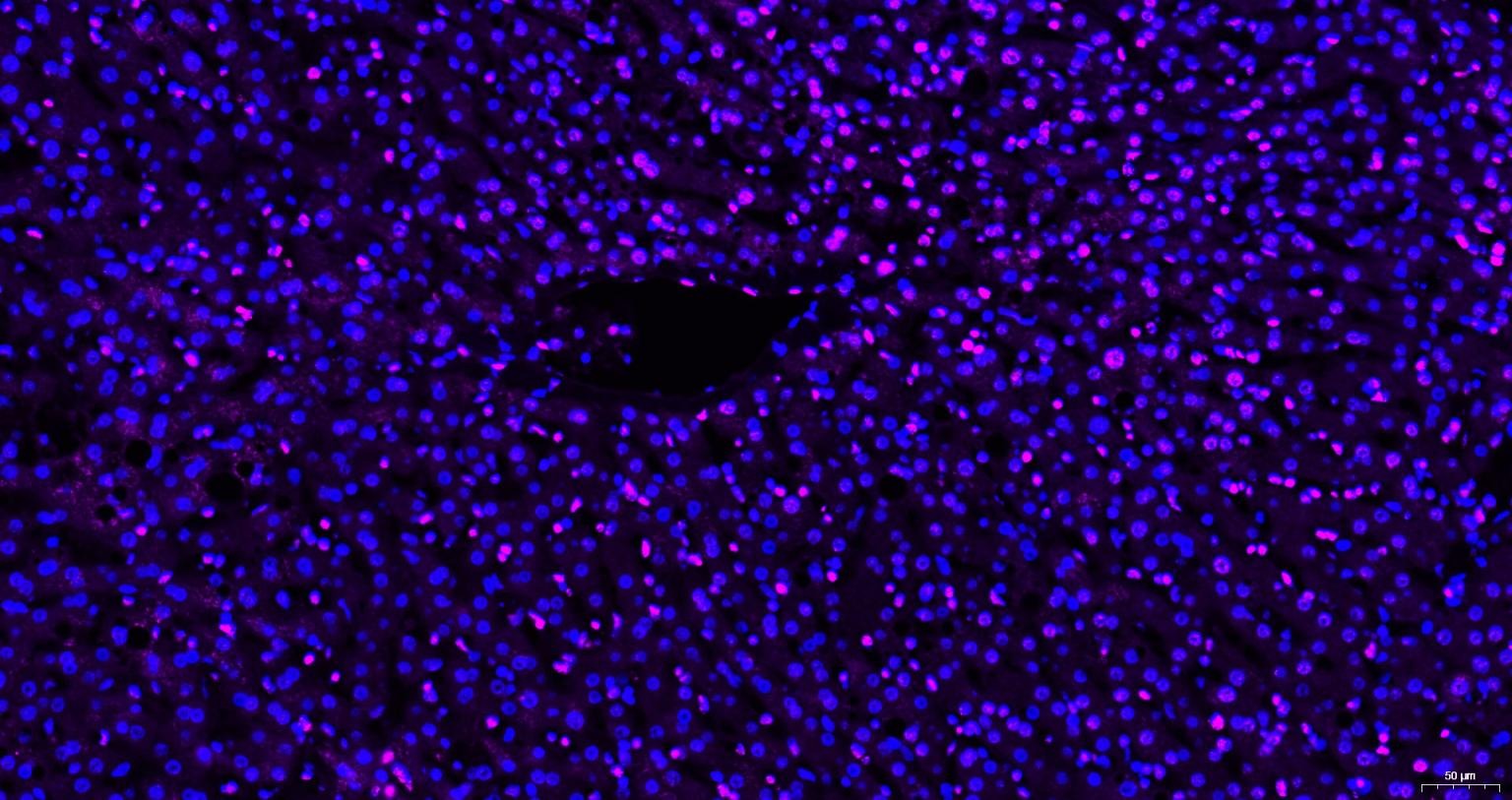 Goat Anti-Mouse IgG H&L Secondary Antibody-Cy5