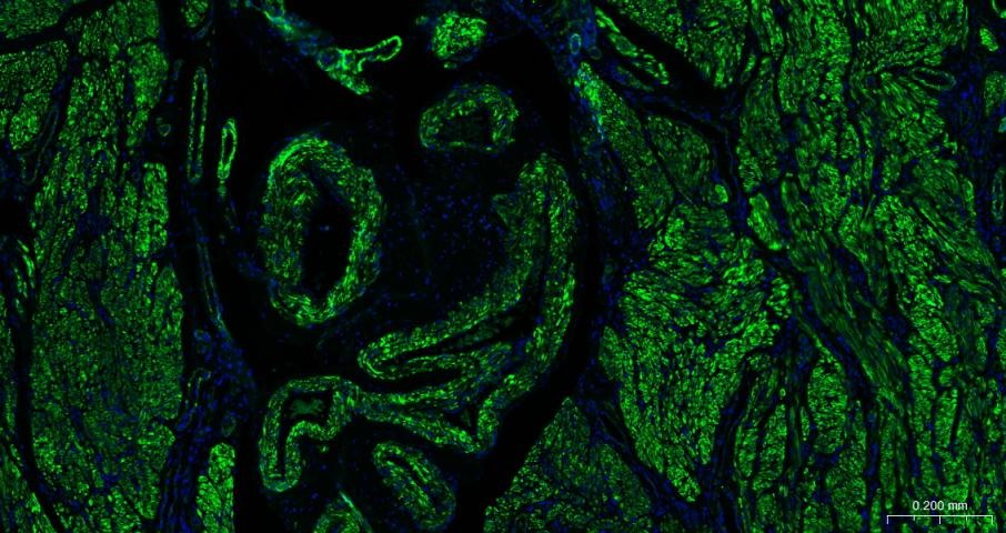 Goat Anti-Mouse IgG H&L Secondary Antibody-FITC