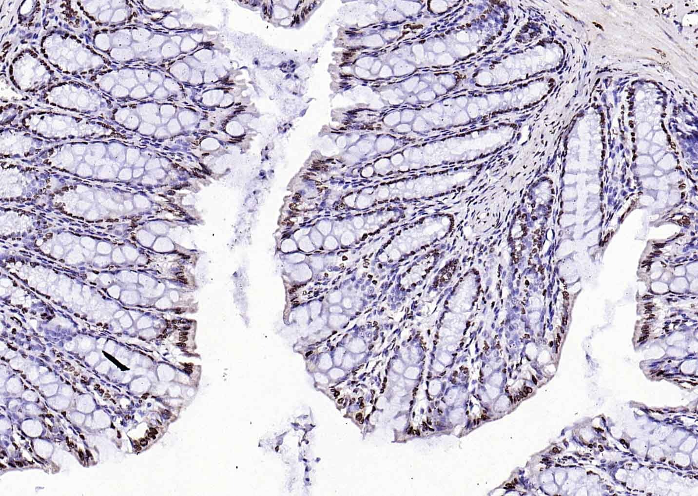 Goat Anti-Rabbit IgG H&L Secondary Antibody-HRP