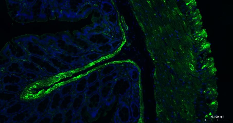 Goat Anti-Mouse IgG H&L Secondary Antibody-FITC