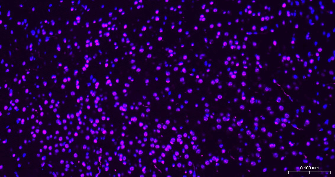 Goat Anti-Mouse IgG H&L Secondary Antibody-Cy5