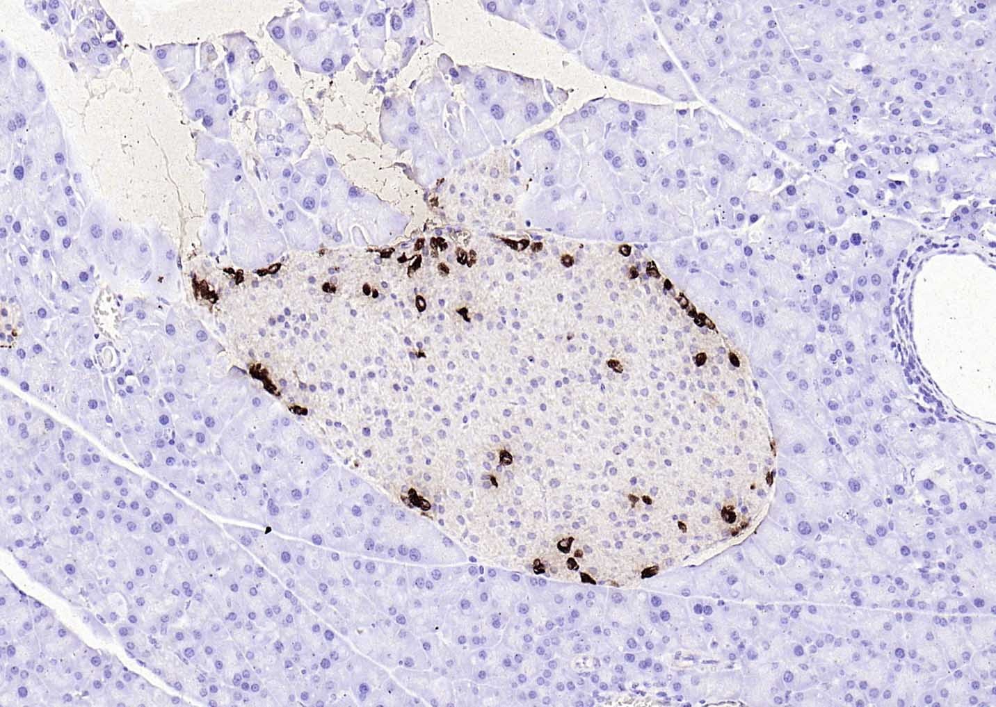Goat Anti-Rabbit IgG H&L Secondary Antibody-HRP