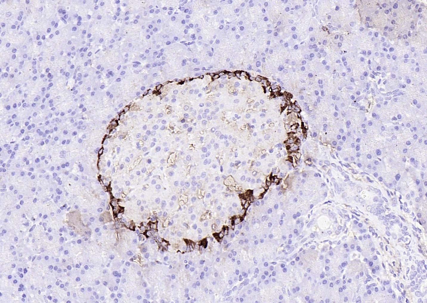 Goat Anti-Rabbit IgG H&L Secondary Antibody-HRP