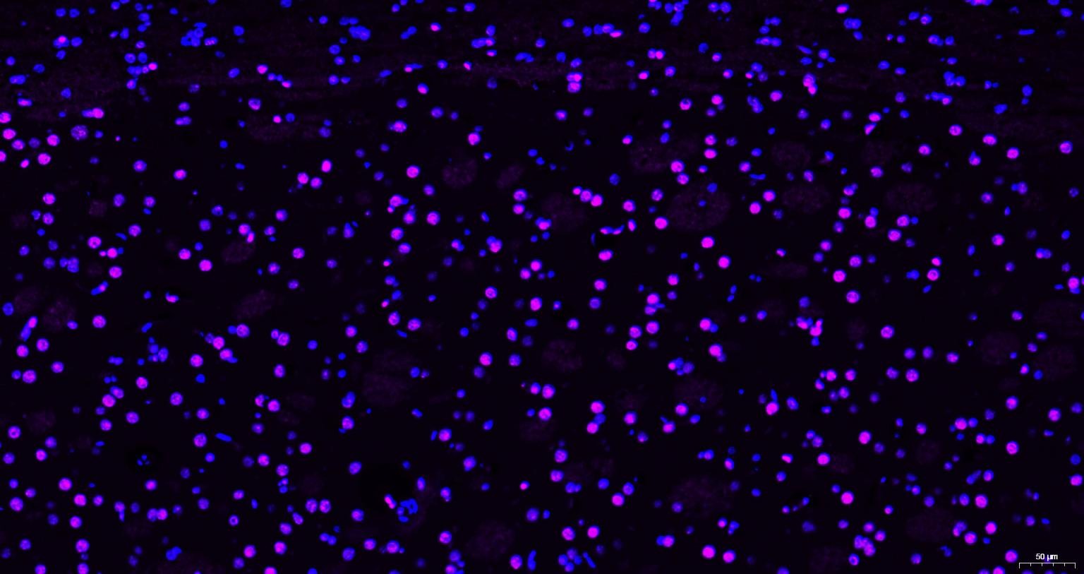 Goat Anti-Mouse IgG H&L Secondary Antibody-Cy5