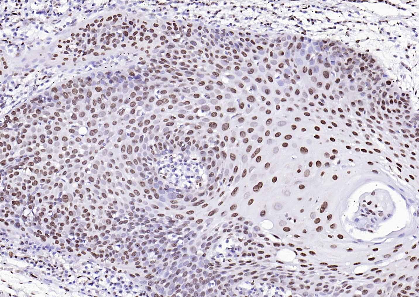 Goat Anti-Rabbit IgG H&L Secondary Antibody-HRP