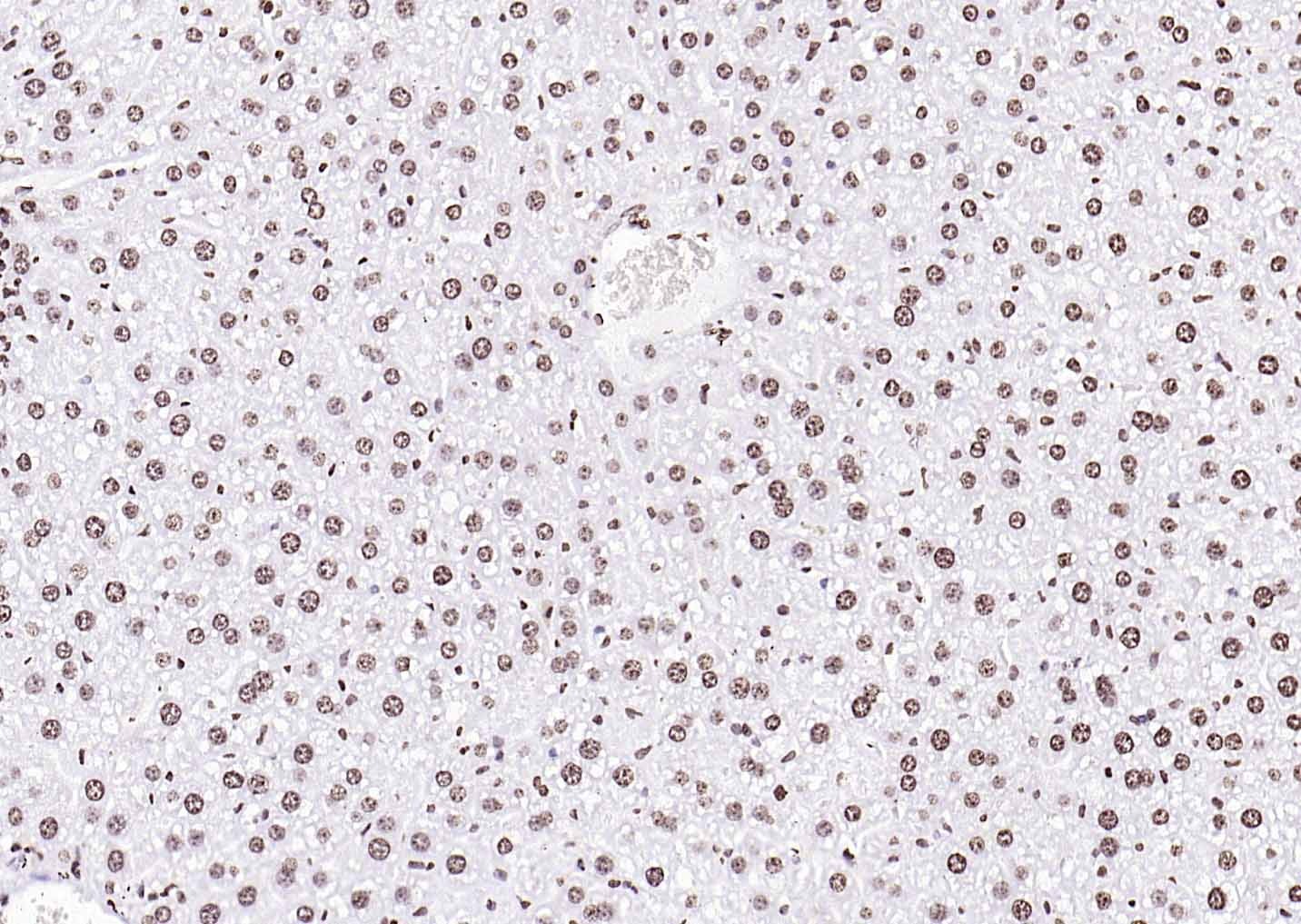 Goat Anti-Rabbit IgG H&L Secondary Antibody-HRP